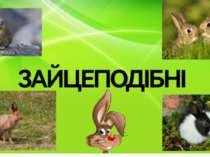 Заєць-русак